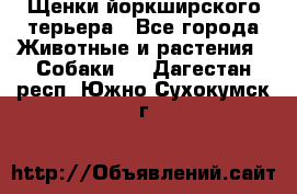 Щенки йоркширского терьера - Все города Животные и растения » Собаки   . Дагестан респ.,Южно-Сухокумск г.